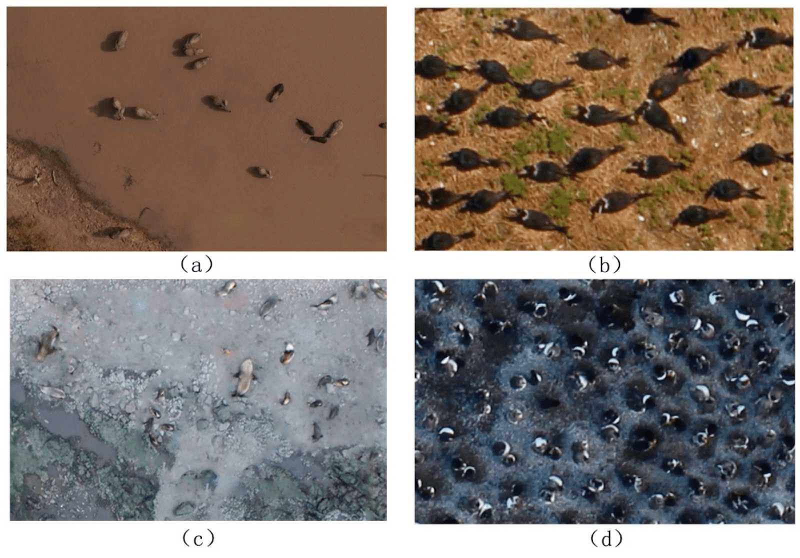 Monitoring wildlife is one of the many applications of aerial imaging